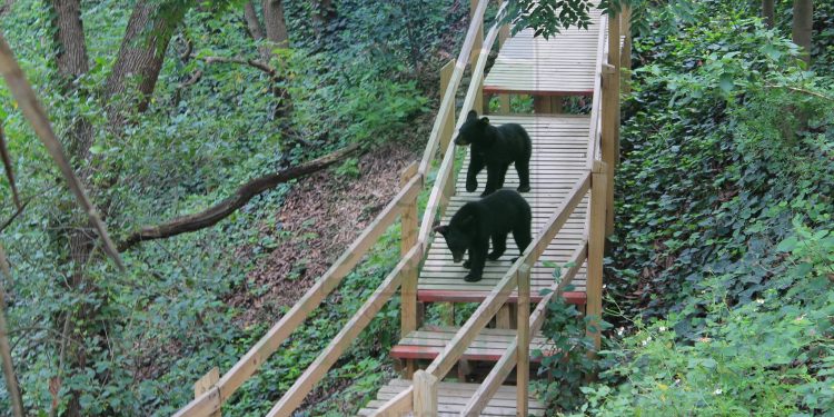 465696978_9288500107844894_7516007441783681660_n - LA VISION 360 chipinque-reserva-natural