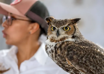 conservación-de-aves-nativas-escobedo-andrés-mijes-medio-ambiente-claudia-sheinbaum