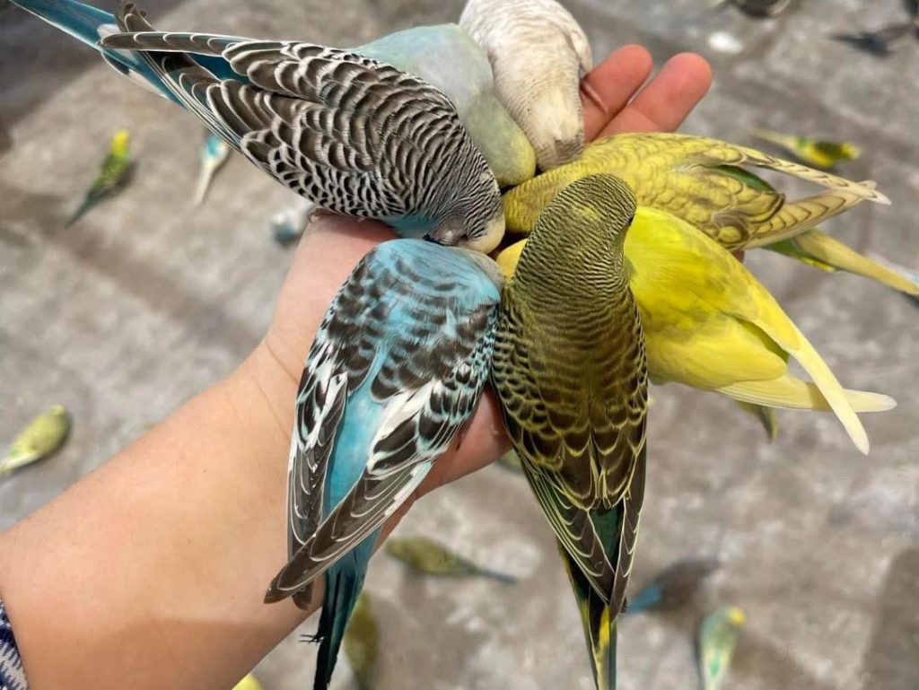 - LA VISION 360 conservación-de-aves-nativas-escobedo-andrés-mijes-medio-ambiente-claudia-sheinbaum