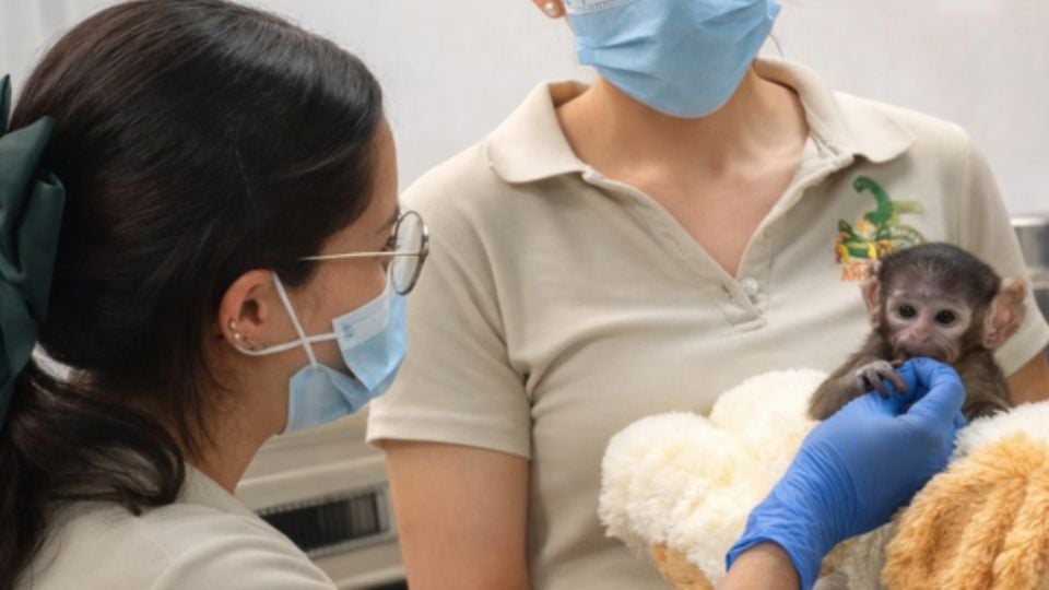 Yuji, el mono patas de guadalajara, con sus cuidadoras