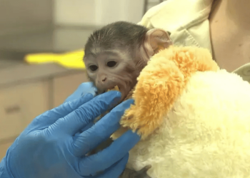 nace yuji en guadalajara