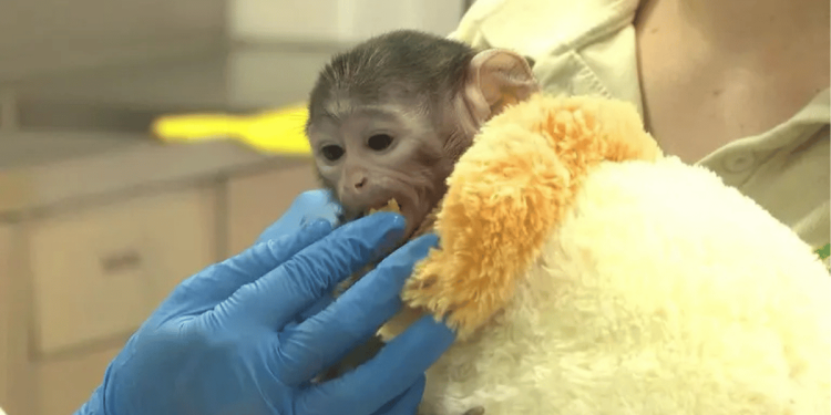 nace yuji en guadalajara