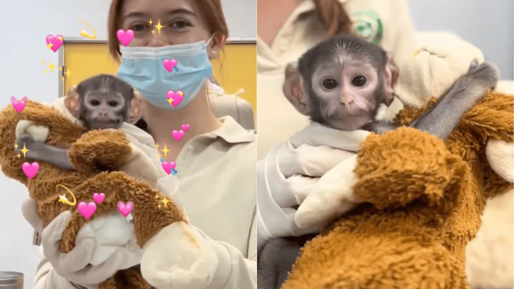 Nace Yuji el mono patas de Guadalajara