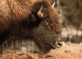 Bisontes - La Visión 360