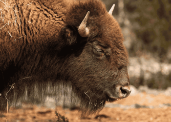 Bisontes - La Visión 360