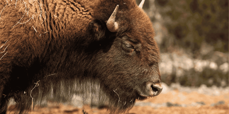 Bisontes - La Visión 360